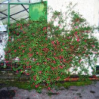 Fuchsia---Vieros-de-Ulia