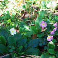 Primula-vulgaris-–-Flor-de-San-José---Vivero-de-Ulia2